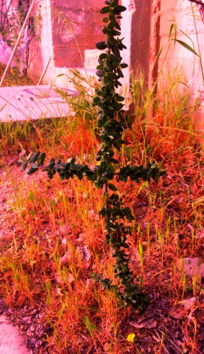 Θαυμαστή βλάστηση ελιάς σε σχήμα σταυρού!